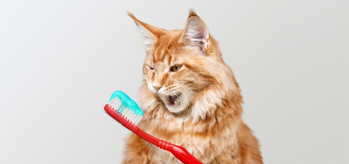 Selecting The Right Cat Toothpaste Eurovets